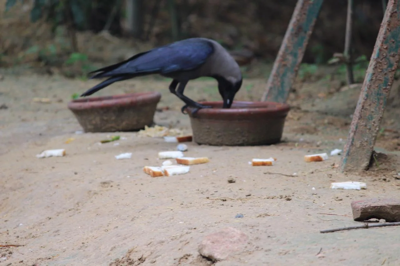Wildlife Safari India ( INT )