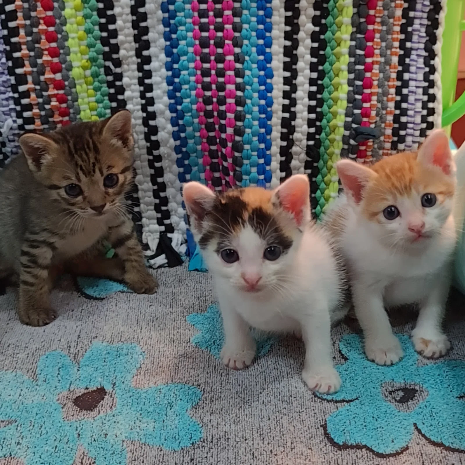 Kitten Sanctuary Singapore