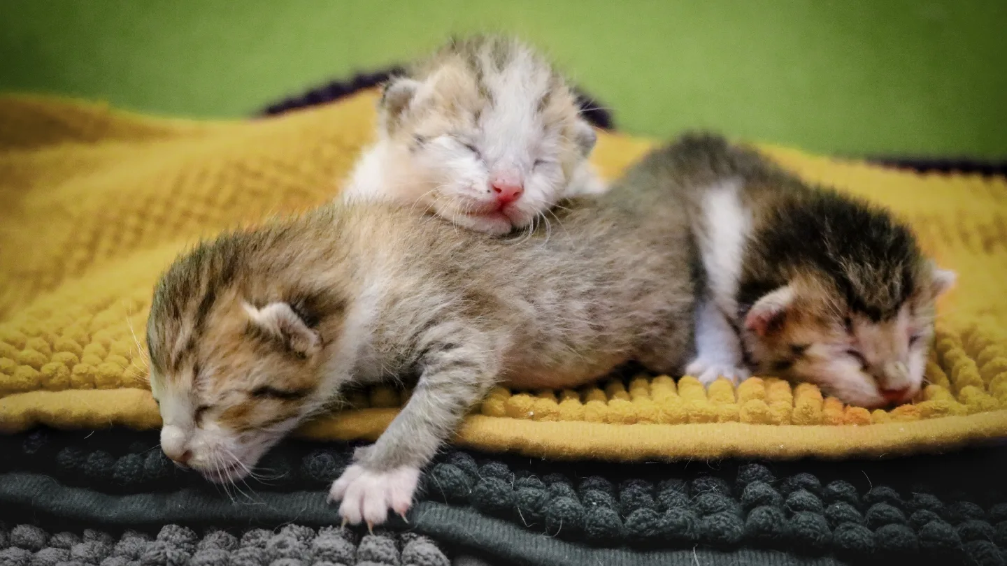 Kitten Sanctuary Singapore