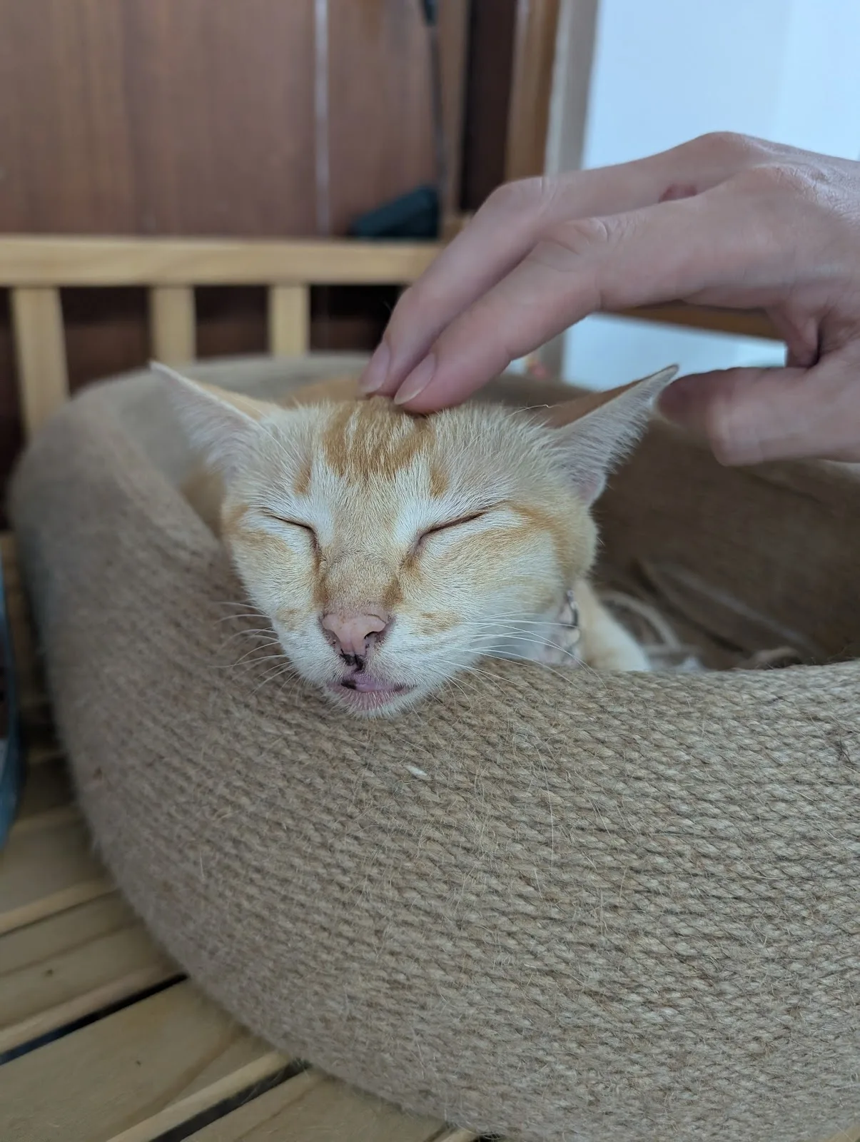Kitten Sanctuary Singapore