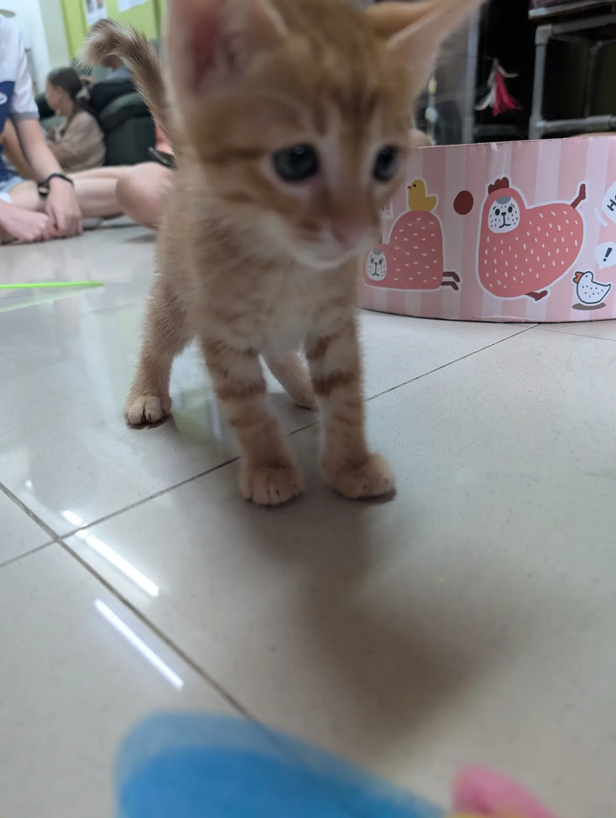 Kitten Sanctuary Singapore