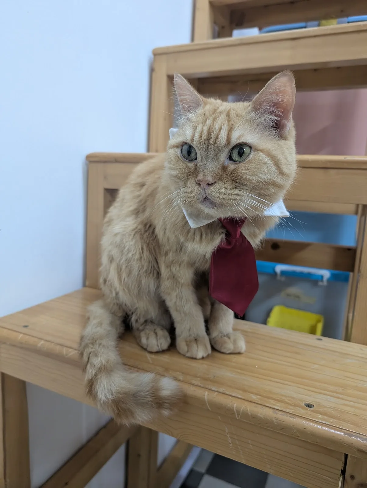 Kitten Sanctuary Singapore