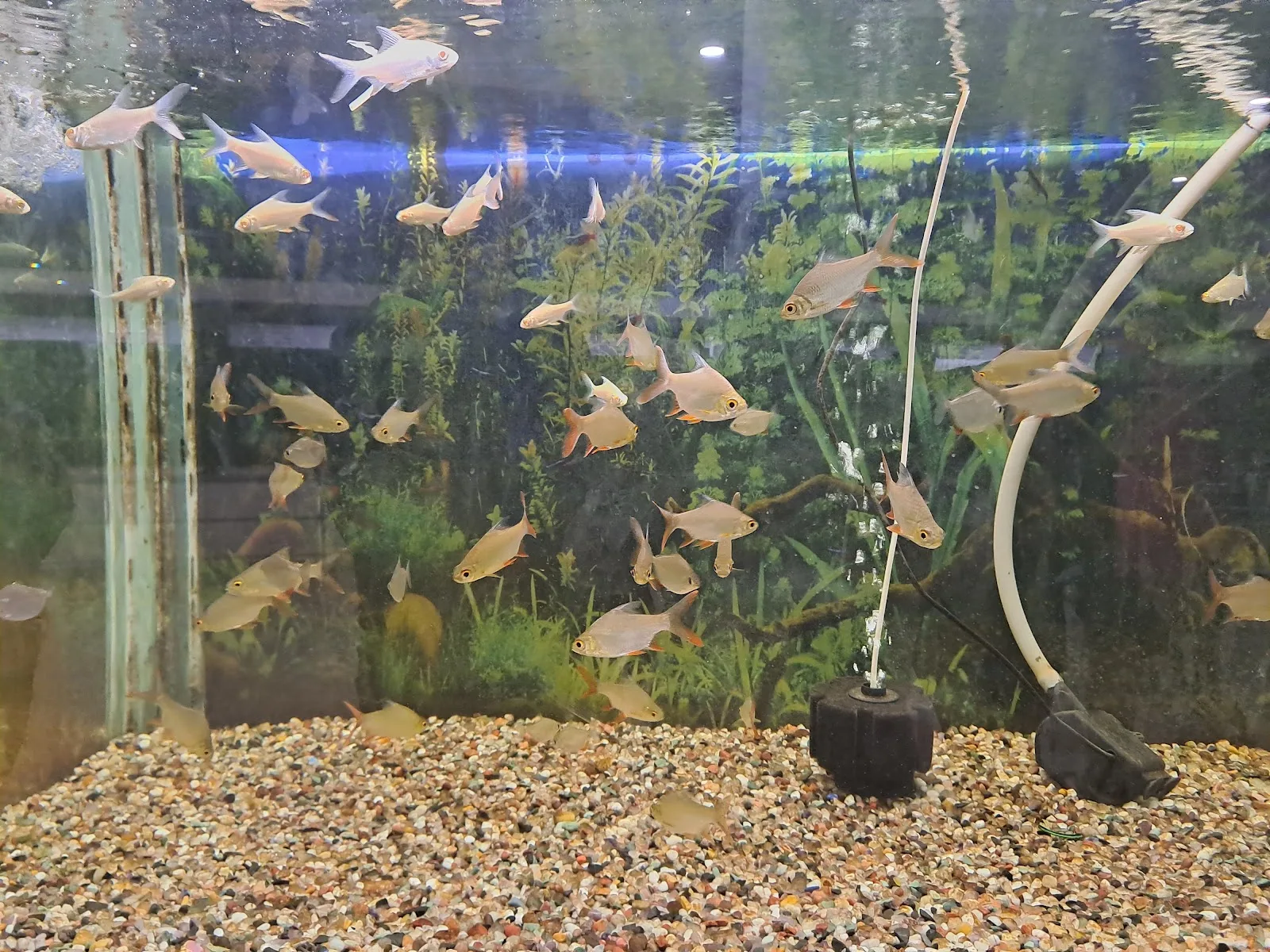 Fish Home