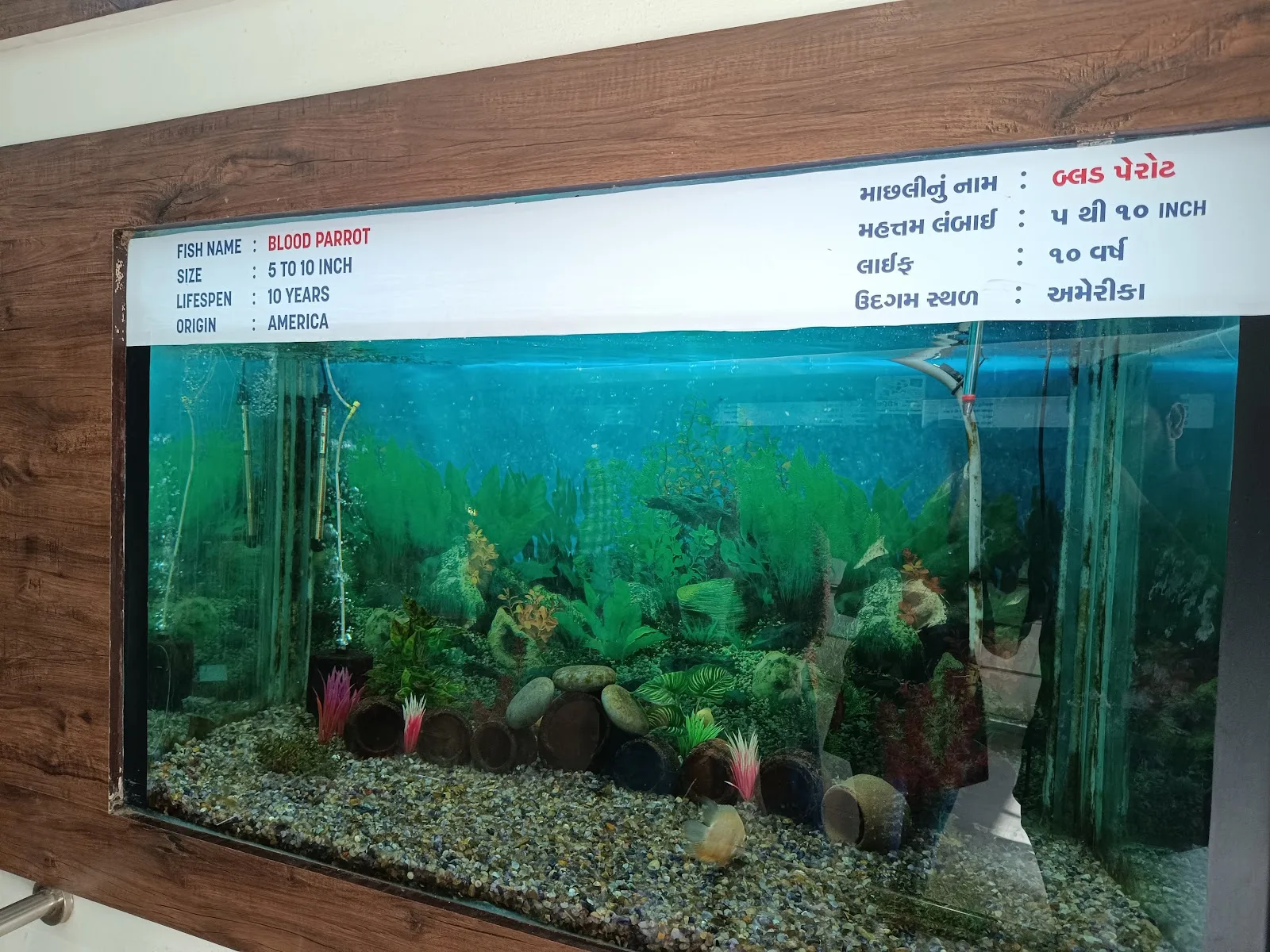 Fish Home