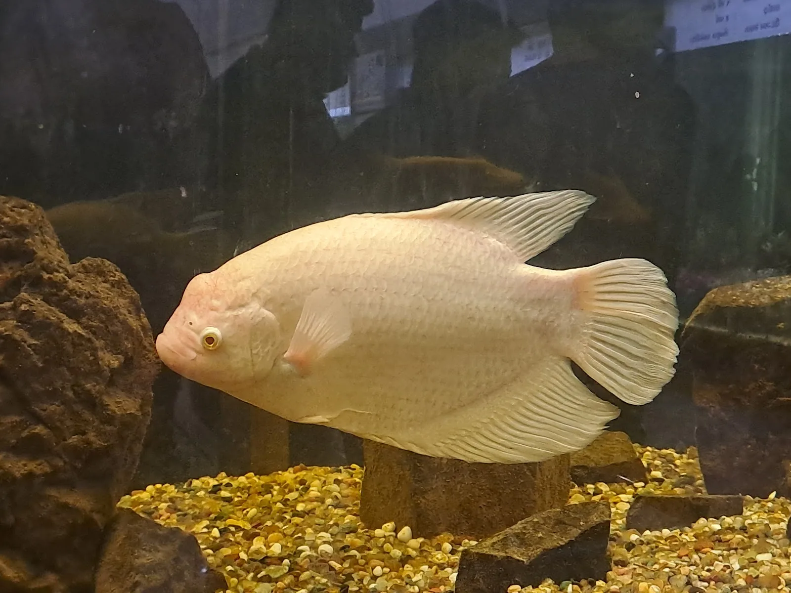 Fish Home