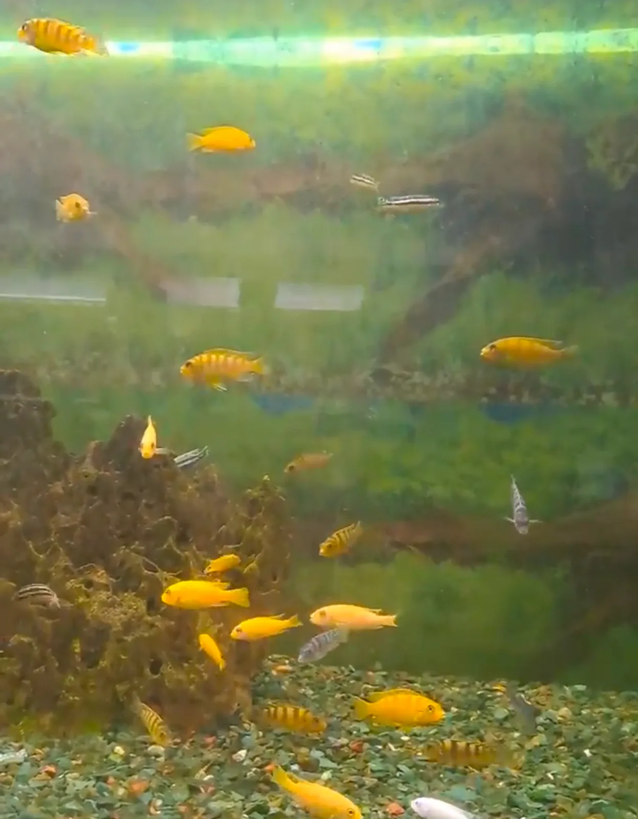 Fish Home